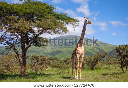 Giraffe walking through the grasslands