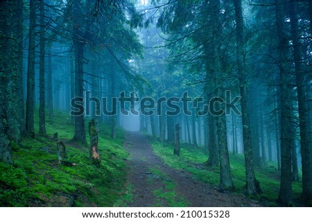 dark dreamy forest road with fog