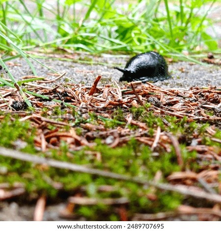 Similar – Foto Bild Nacktschnecke kriecht vor einem Auto über einen Weg