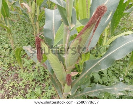 Similar – Image, Stock Photo Harvested cornfield with fruit trees on the horizon.