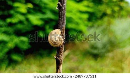 Similar – Image, Stock Photo small snail shell sticks to plant stem