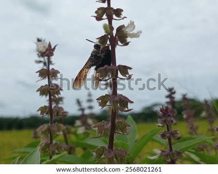 Similar – Image, Stock Photo hungry bumblebee