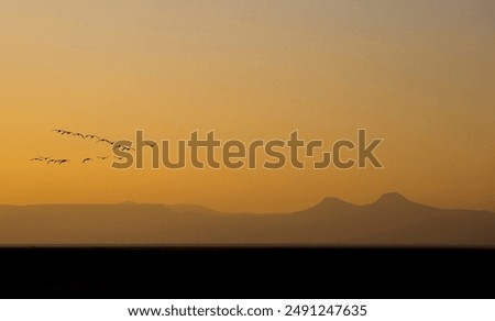 Similar – Foto Bild Entfernte Vögel fliegen am Himmel an den Outer Banks in North Carolina