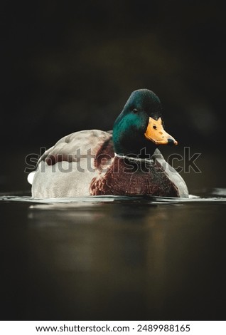 Similar – Image, Stock Photo Mallard duck floating in river water