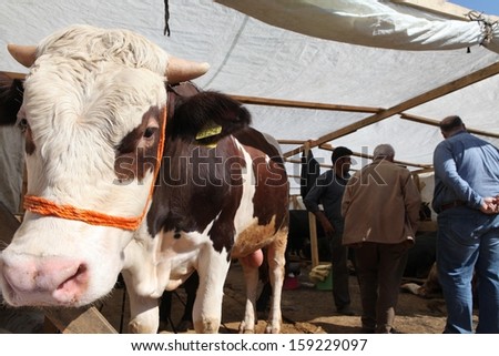 ISTANBUL, TURKEY-OCTOBER 9:Animal sellers set up tents for their livestock that were brought from different parts of the country prior to Eid-al-Adha celebrations on October 9,2013 in Istanbul,Turkey.