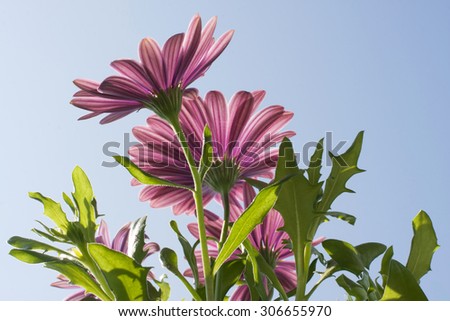 Pink Gerbera daisy flower shot against blue sky from below with sunlight backlighting the leafs and petals