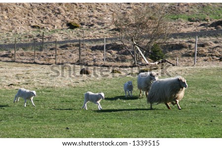 sheep with lambs running to eat dinner