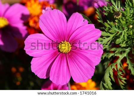 a purple flower, stands out form the rest because of intensity of color