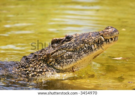 Profile of a cuban crocodile. The Cuban crocodile has the smallest range of any crocodile. It can be found only in Cuba in the Zapata Swamp