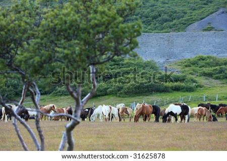 A big group of icelandic horses grasing out in pasture in rural Iceland