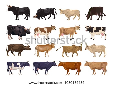 Cattle breeding set. Cows and bulls. Side view. Vector illustration isolated on white background