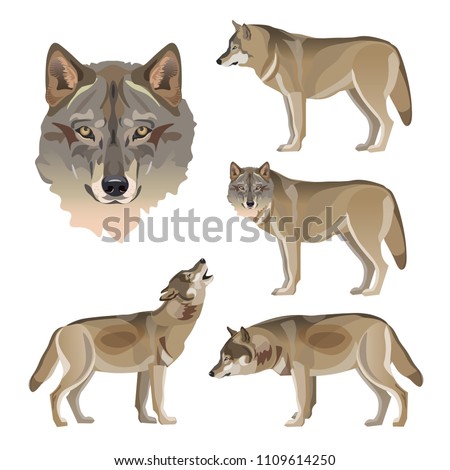 Wolf Clipart | Free download on ClipArtMag