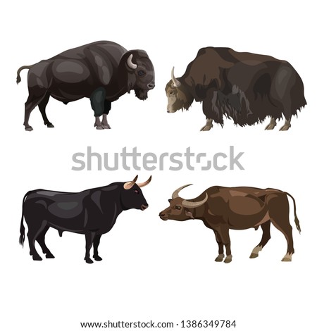 Cattle bulls images - bison, yak, spanish fighting bull and water buffalo. Vector illustration isolated on white background