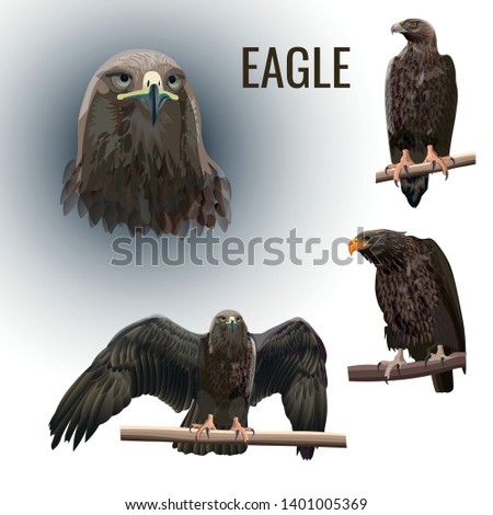 Free Video Raptor Golden Eagle Bird Of Prey By Schreib Engel