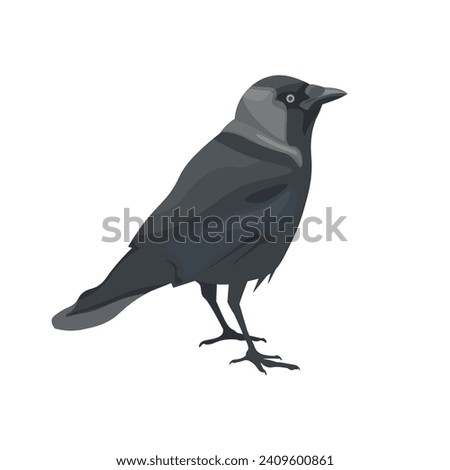 Western jackdaw bird. Vector illustration isolated on a white background in realistic style