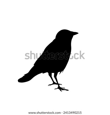 Silhouette of a western jackdaw bird. Vector illustration isolated on a white background in a realistic style
