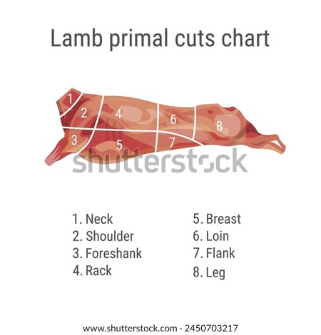 Cuts of lamb. Sheep meat cutting diagram. Schema for a butcher shop. Vector illustration isolated on a white background