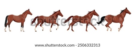 Horse run cycle. Walking trotting and galloping horse. Vector illustration isolated on a white background