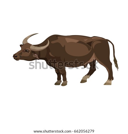 Water buffalo. Side view. Vector illustration on the white