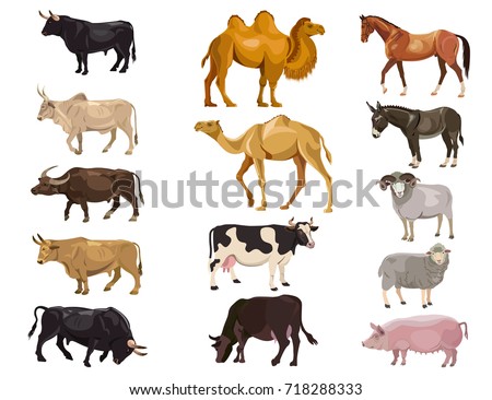 Set of farm animals - bulls, cows, camels, horse, donkey, sheep, pig. Vector illustration isolation on the white background