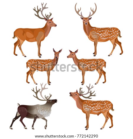 Collection of deer isolated on white background. Vector illustration