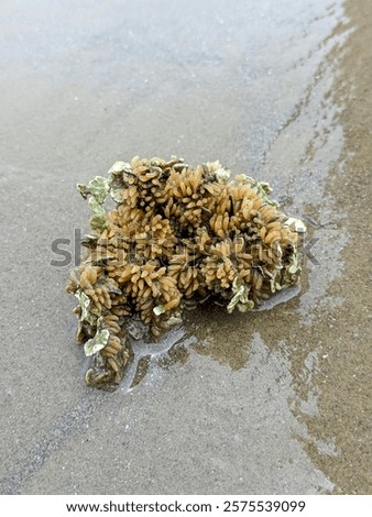 Similar – Image, Stock Photo Wet plant on sandy seashore