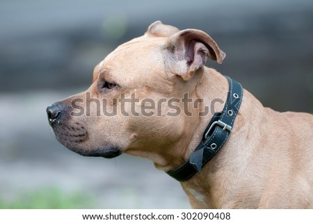 Dog breed Staffordshire Bull Terrier