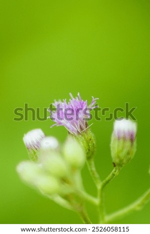 Similar – Image, Stock Photo Chamomile by the wayside