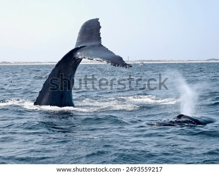 Similar – Image, Stock Photo Whale tale in blue sea water. Ink and watercolor drawing