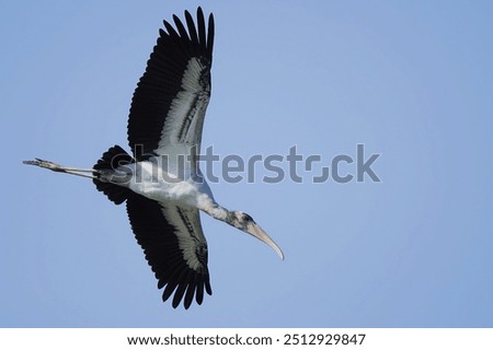 Similar – Foto Bild Storch beim Segelflug am Himmel