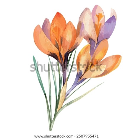 Watercolor of saffron flower, isolated on a white background, saffron vector