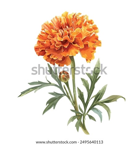 Watercolor vector of Marigold flower, isolated on a white background, Marigold flower clipart