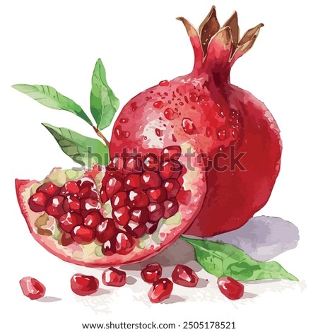 Watercolor of Pomegranate, isolated on a white background, Pomegranate vector