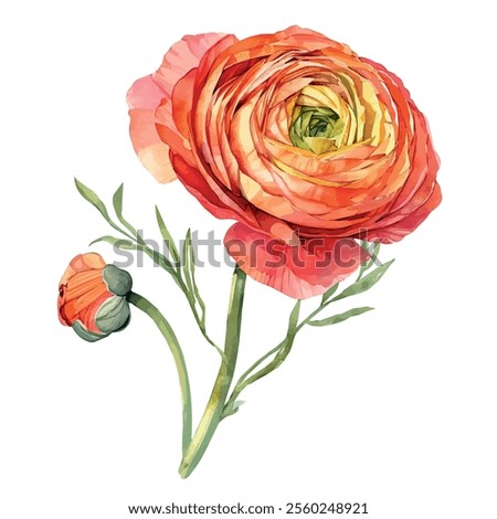 Image, Stock Photo Ranunculus flowers in a vase