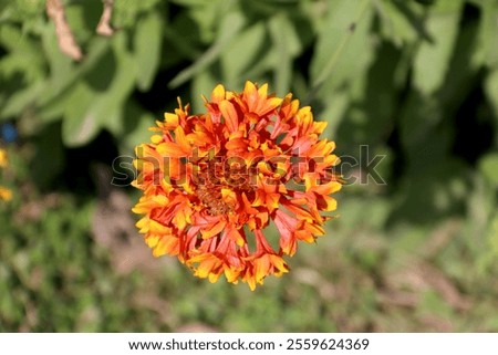 Similar – Image, Stock Photo Gaillardia is a genus of North American wildflowers in the sunflower family commonly known as blanketflowers (Cerman Kokardenblumen).  It  made its way to Europe and Australia. This is Gaillardia x grandiflora Burgunder