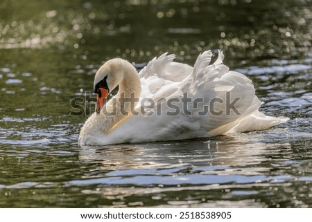 Similar – Image, Stock Photo swan Swan River Bird Lake