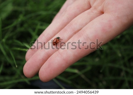 Similar – Image, Stock Photo The ladybug crawls on velvety red leaves of red-headed knapweed