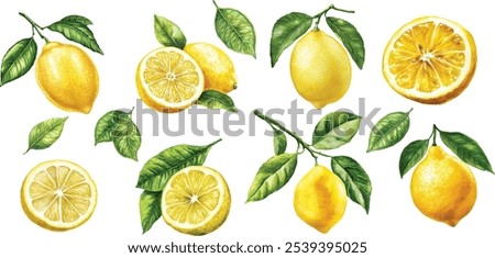 Watercolor lemon illustrations. Hand-painted lemon branches with lush green leaves on a white background for design projects.