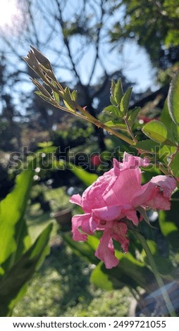 Similar – Image, Stock Photo Almost withered pink flower of a hydrangea with a fine frost edge. Close-up with shallow depth of field and plenty of room for text.