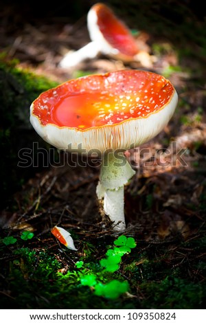 Fly agaric mushrooms in dark wet forest. Shallow depth of field