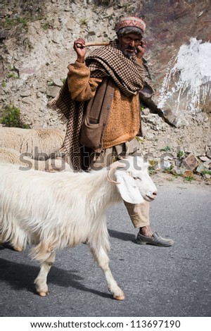 LAHOUL VALLEY, INDIA - SEPTEMBER 5: Himalayan shepherd from Lahoul Valley leads his goat and sheep flock. India, Himachal Pradesh, Lahoul Valley September 5, 2012