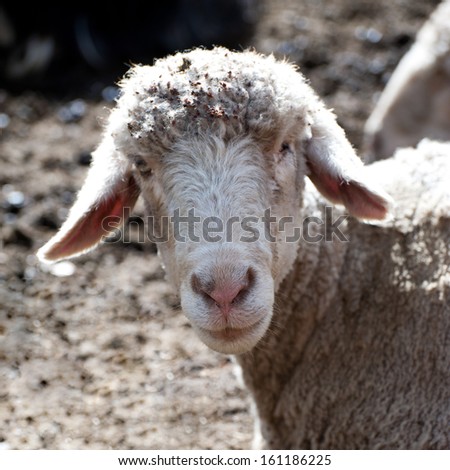White sheep from Indian highland farm in Ladakh