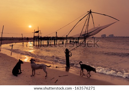 Sunset at tropical beach. Abandoned dogs at ocean coast landscape with chinese fishing nets at Cochin (Kochi). South India, Kerala, Kochin