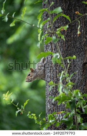 Similar – Image, Stock Photo Squirrels upside down on a tree trunk