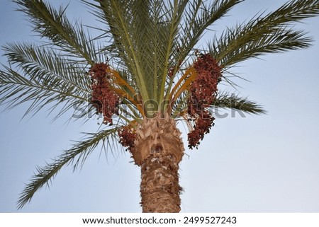 Similar – Image, Stock Photo A palm tree grows in the courtyard of a building