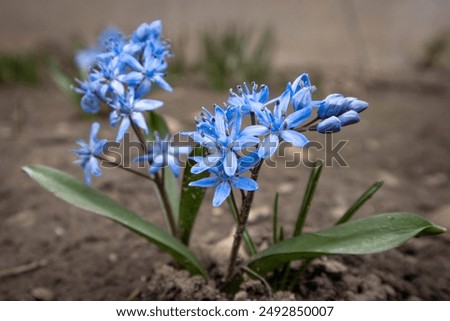 Similar – Image, Stock Photo scilla Meadow Flower