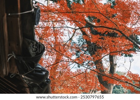 Similar – Image, Stock Photo autumn foliage