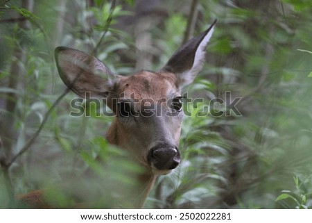 Foto Bild Rehblick Wiese Wildtier