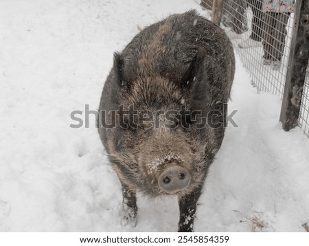 Similar – Foto Bild Tiergatter auf der Alm bei bewölktem Himmel