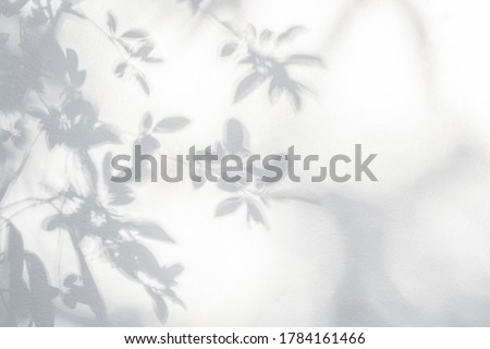 Leaf shadow on wall. Nature tropical leaves tree branch and plant shade with sunlight from sunshine dappled on white wall texture for background wallpaper and any design